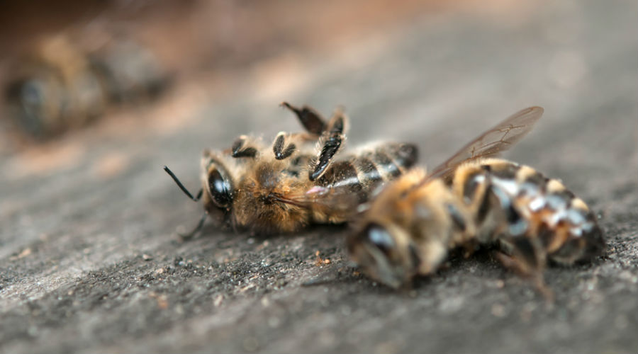 Deux nouveaux pesticides “tueurs d’abeilles” arrivent dans nos champs Deux nouveaux pesticides “tueurs d’abeilles” arrivent dans nos champs
