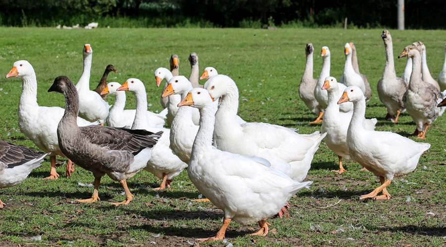Le foie gras sans gavage rendu possible grâce à des scientifiques de Toulouse Le foie gras sans gavage rendu possible grâce à des scientifiques de Toulouse