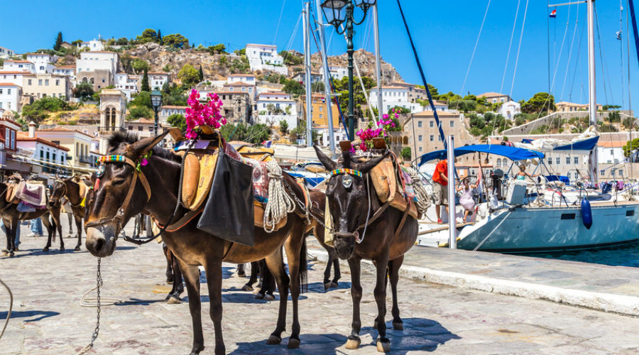 Grèce : stop à l'exploitation des ânes à touristes de Santorin Grèce : stop à l'exploitation des ânes à touristes de Santorin